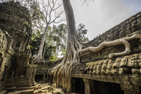 树在 ta 普隆，吴哥寺，柬埔寨、 东南亚地区. — 图库照片