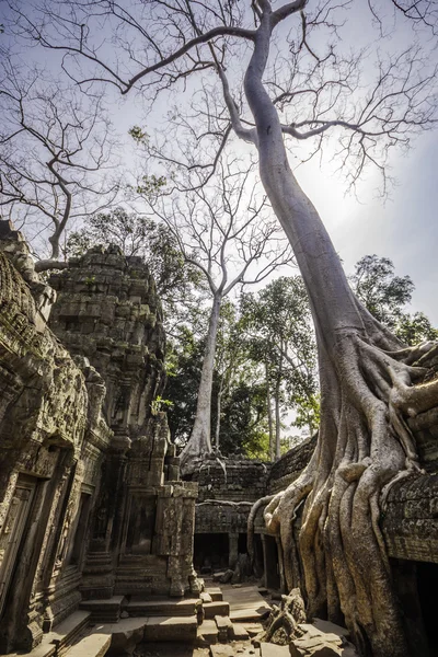 Árvore em Ta Phrom, Angkor Wat, Camboja, Sudeste Asiático . — Fotografia de Stock