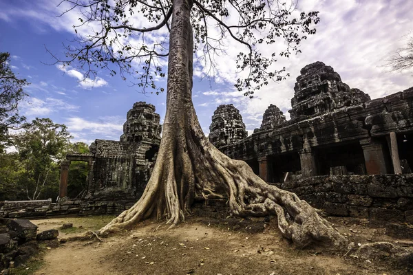 Дерево в Ангкор-Вате, Камбоджа, Юго-Восточная Азия . — стоковое фото