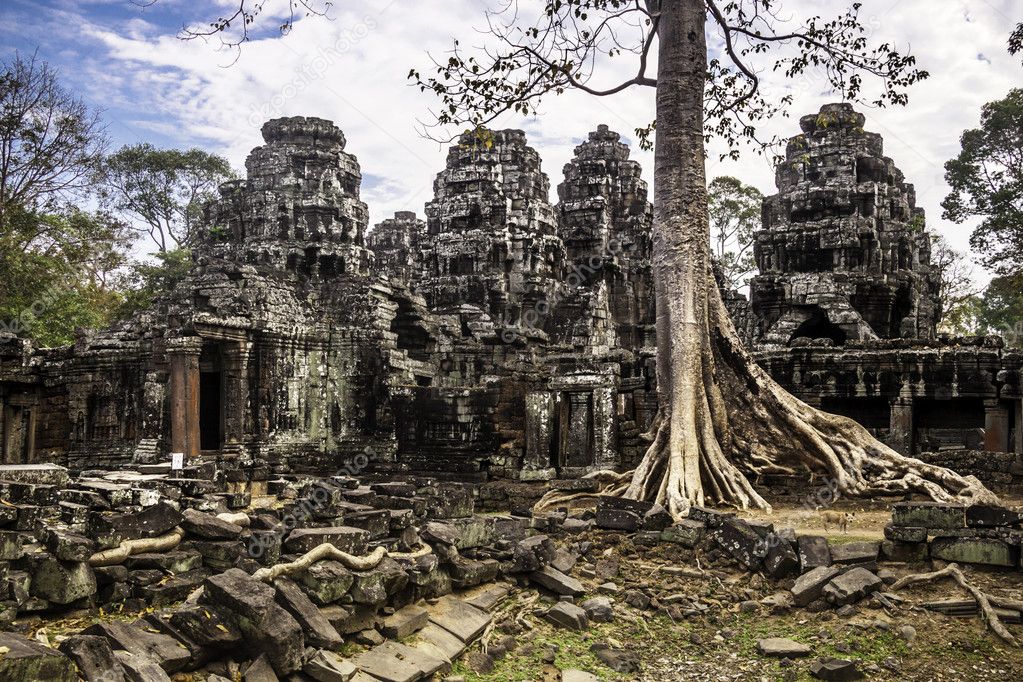 Tree in Ta Phrom, Angkor Wat, Cambodia, South East Asia.
