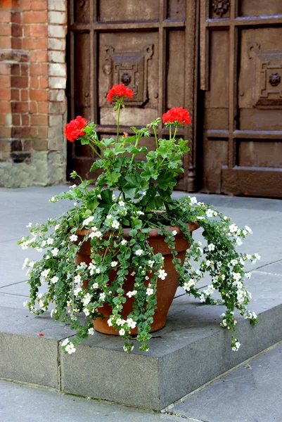 Pot de fleurs avec fleurs . — Photo