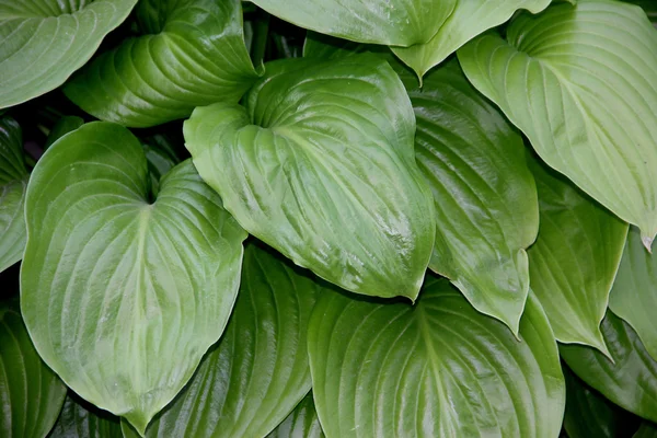 stock image Green leaves.