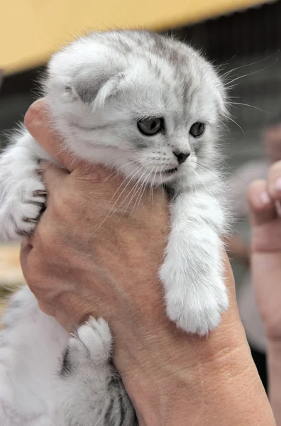 Small kitten. — Stock Photo, Image