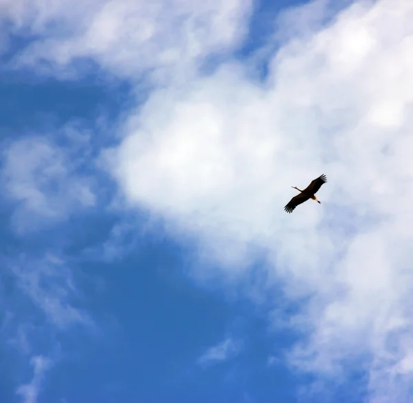 stock image Free flight.