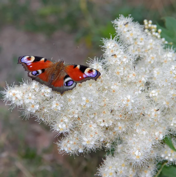 La coloration brillante papillon . — Photo