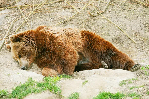 Filhote de urso marrom no parque de ursos de Berna, Suíça — Fotografia de Stock