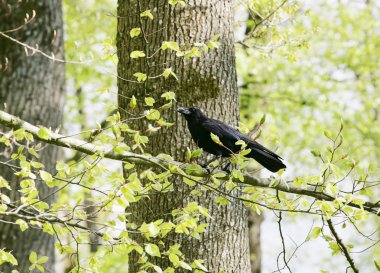 A strutting Black Crow with a peanut. clipart