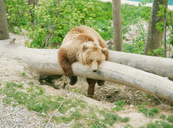 Медведь в медвежьем парке Берна, Швейцария — стоковое фото