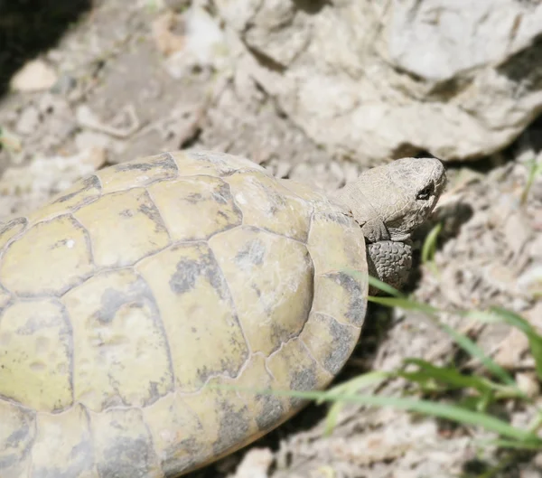 Doğu hermanni kaplumbağa — Stok fotoğraf