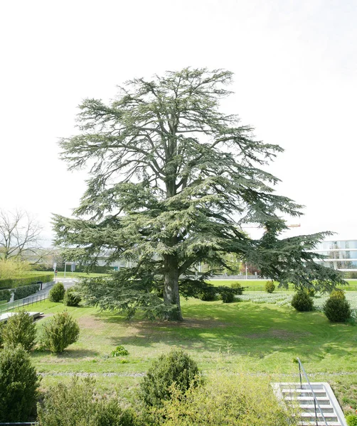Un grande albero di cedro in parco in primavera — Foto Stock