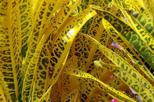 Geel Jessamine - Codiaeum variegatum-(L)-blume — Stockfoto