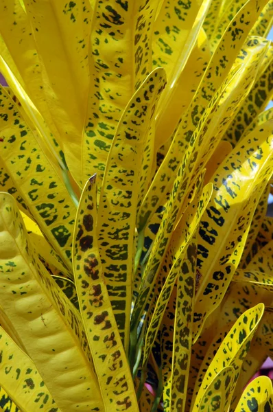 Beautiful tropical croton plants — Stock Photo, Image