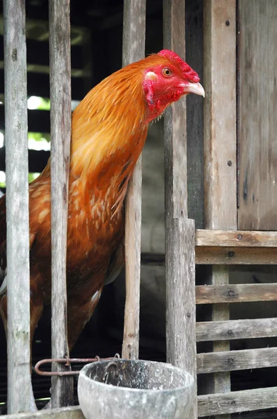 Rooster in wooden cage — Stock Photo, Image