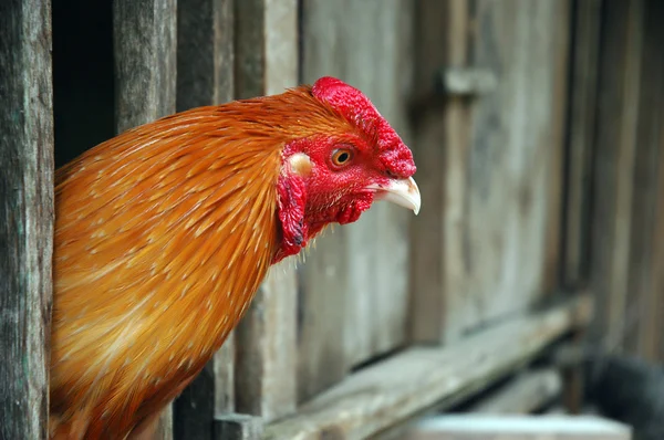 Ayam jantan di kandang kayu — Stok Foto