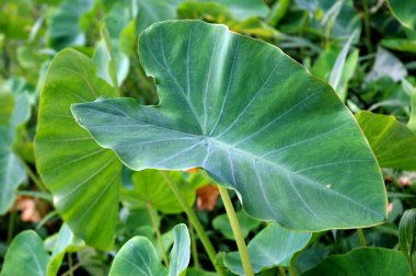 A close view of a big taro leaf clipart