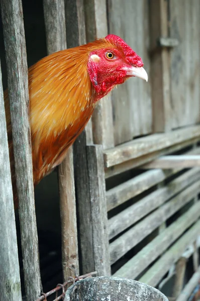 Gallo en jaula de madera — Foto de Stock