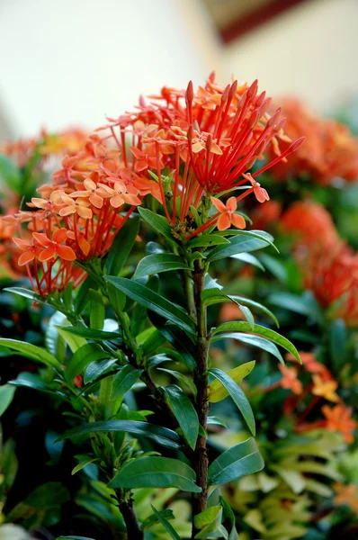 Orange flowers (Asoka, Saraca Asoca ) — Stock Photo, Image