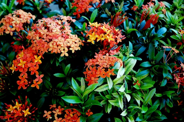 オレンジの花(アソカ、サラカ・アソカ ) — ストック写真