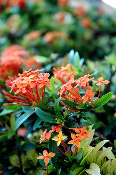Pomarańczowe kwiaty (Asoka, Saraca Asoca ) — Zdjęcie stockowe