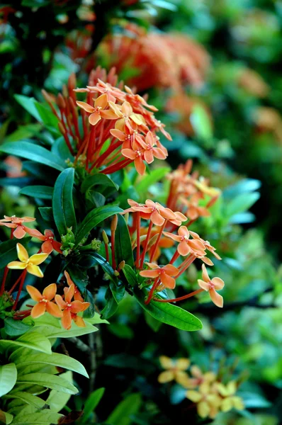Fleurs orange (Asoka, Saraca Asoca  ) — Photo