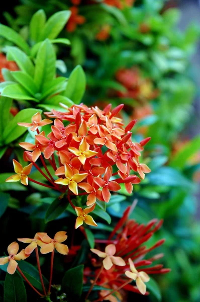 Оранжеві квіти (Asoka, Saraca Asoka ) — стокове фото