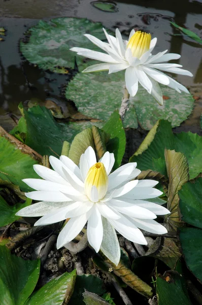 Two white lotus in a pond — Stock Photo, Image