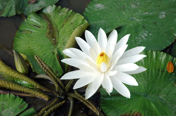 White lotus in a pond — Stock Photo, Image