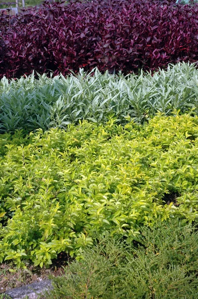 Sequências dos três tipos de plantas existentes no jardim — Fotografia de Stock