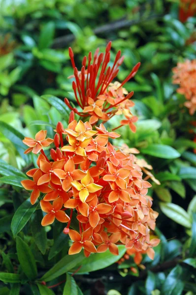 Flores naranjas (Asoka, Saraca Asoca  ) —  Fotos de Stock