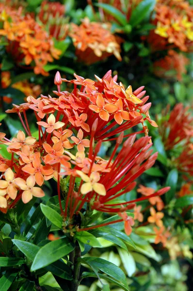 Flores de laranja (Asoka, Saraca Asoca  ) — Fotografia de Stock