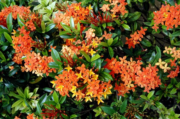 Oranžové květiny (Ašoka, saraca Asoca ) — Stock fotografie