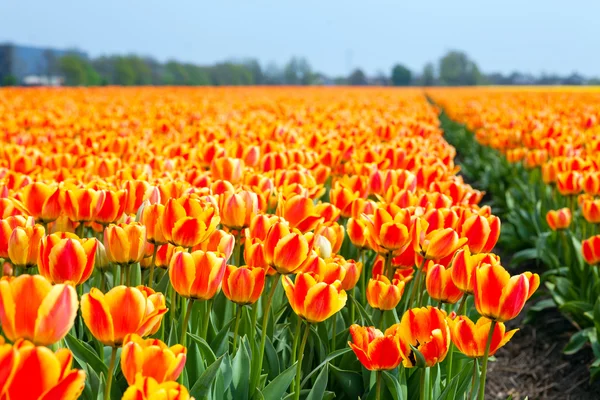 A tulipán mező — Stock Fotó