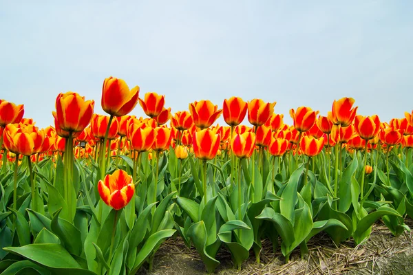 A tulipán mező — Stock Fotó