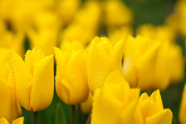 Поле тюльпанів — стокове фото