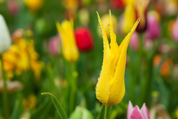 Bidang tulip — Stok Foto