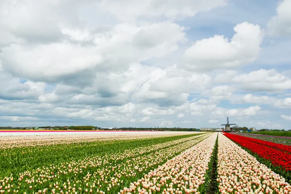 Тюльпаны и мельница — стоковое фото
