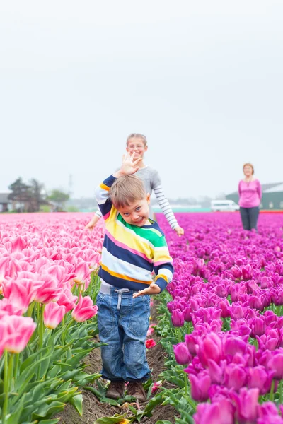 Menino com família no campo de tulipas roxas — Fotografia de Stock