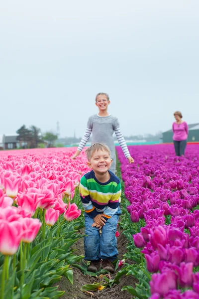 Fiú családjával a lila tulipán mező — Stock Fotó