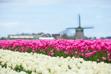 Tulips and windmill clipart