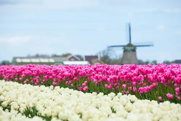 Tulipanes y molino —  Fotos de Stock