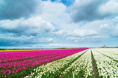 Tulips and windmill clipart