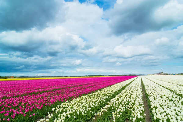 Tulips and windmill — Stock Photo, Image