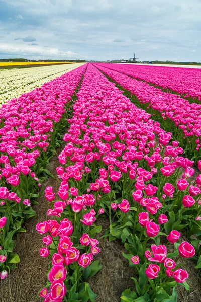Tulipani e mulino a vento — Foto Stock