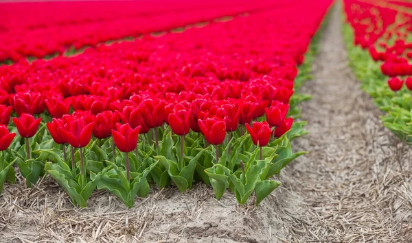 Campo de tulipanes — Foto de Stock