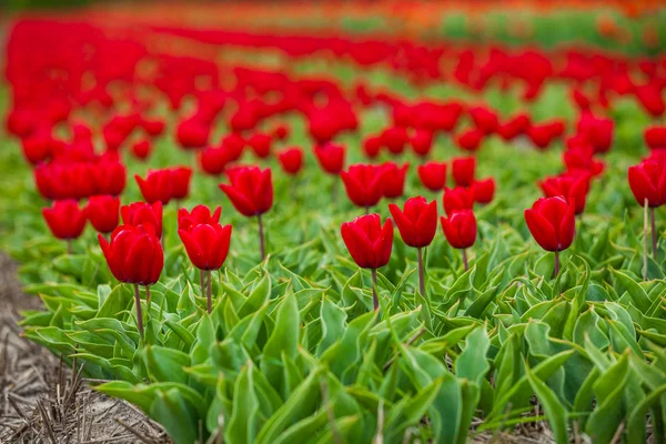 Поле тюльпанів — стокове фото