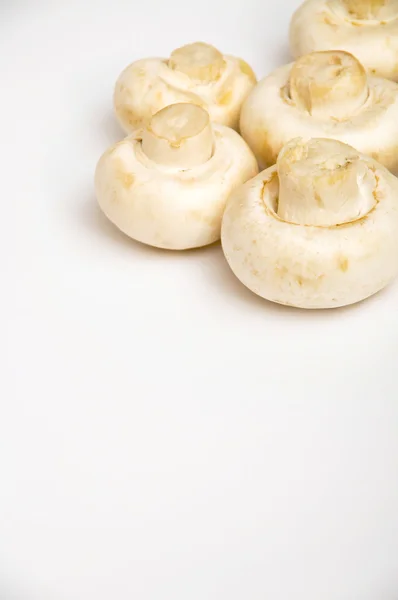 Овочі свіжі гриби — стокове фото