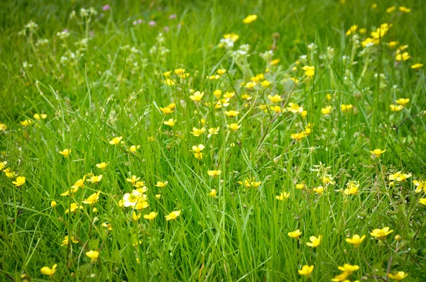 Gras und gelbe Blumen — Stockfoto