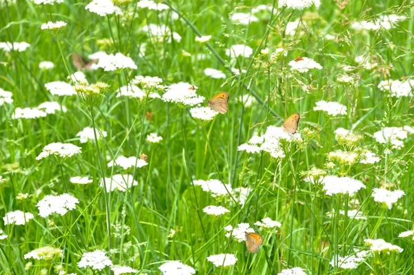 Blumen und Schmetterlinge — Stockfoto