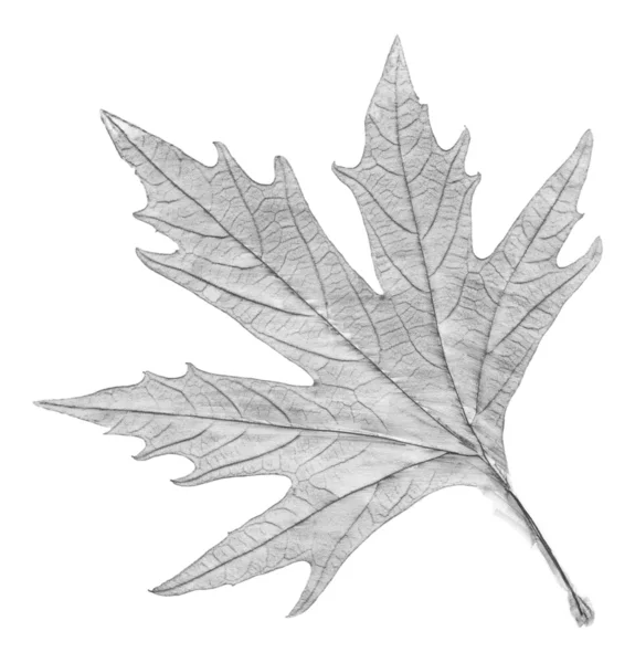 Sycamore leaf — Stock Photo, Image