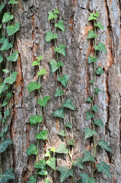 木材纹理树皮 — 图库照片